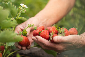 Traditionelle Anbaumethoden für Erdbeeren